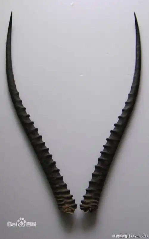 羚羊角图片_百度百科