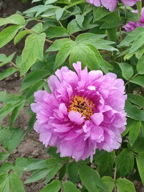 2021莲花池的牡丹展这花大气也喜气