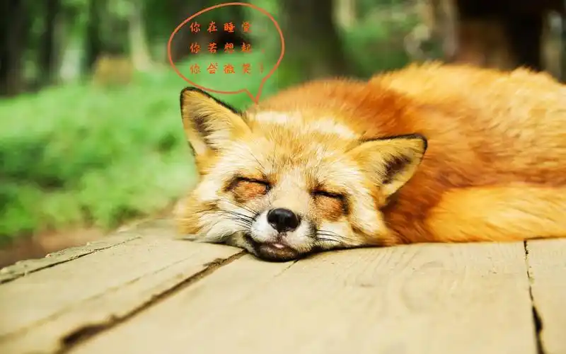 很困想睡觉的个性说说配图