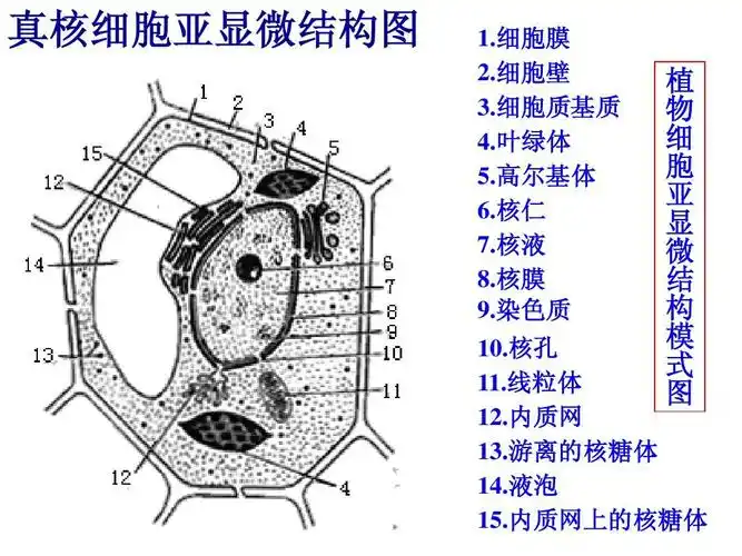 细胞器复习答案ppt 细胞器及其生理功能复习 真核细胞亚显微结构图 1