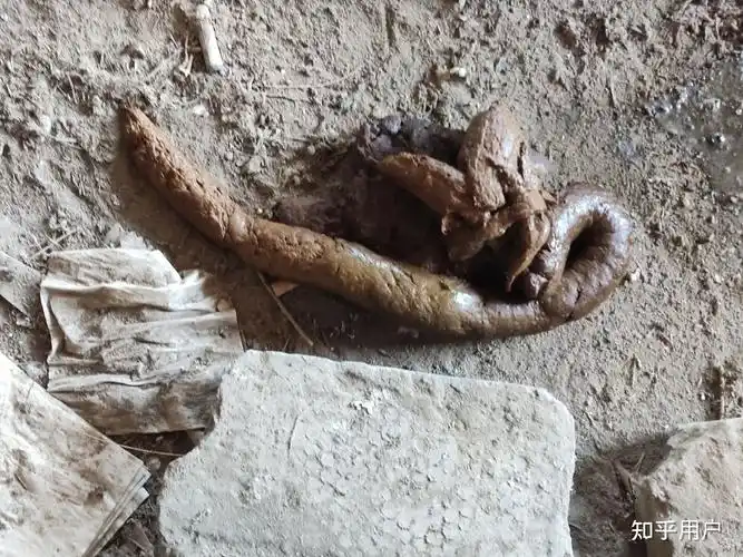 你们见过最大的屎是什么样的