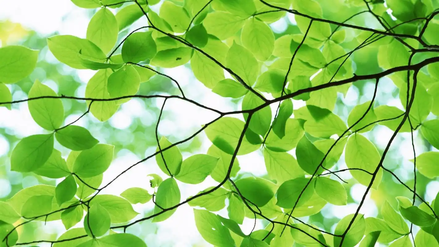 精选绿色护眼树叶特写高清素材图片宽屏电脑桌面壁纸下载