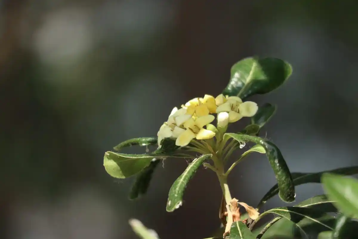 "七里香"海桐(照片原创,拍摄于青岛市区)