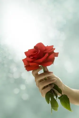 合成,握着,玫瑰花,电脑