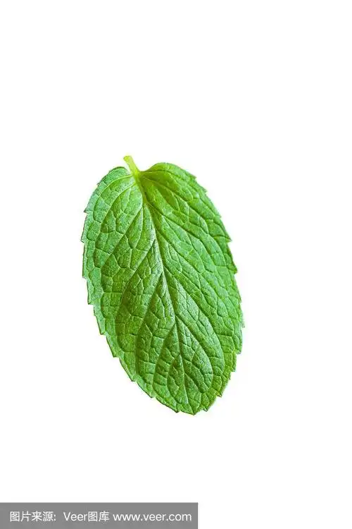 一片薄荷叶孤立在白色背景上