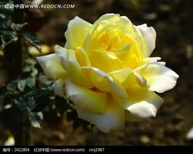 白中带黄的月季花