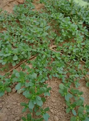 中文学名:马齿苋(蜀本草),拉丁学名:po…-堆糖,美好生活研究所