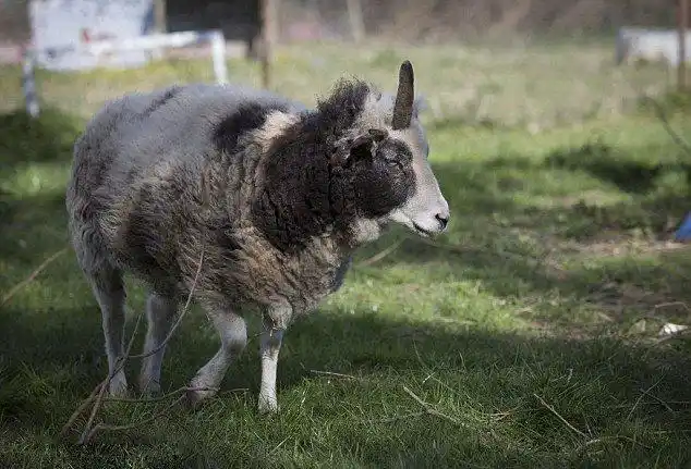 传说中的独角兽英国现身