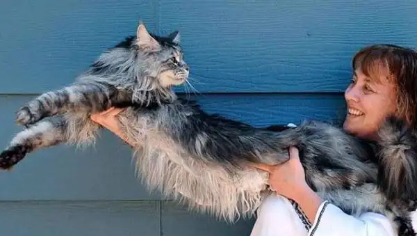 726斤的乌克兰巨猫angie 世界上最大的猫(乃ps作品)