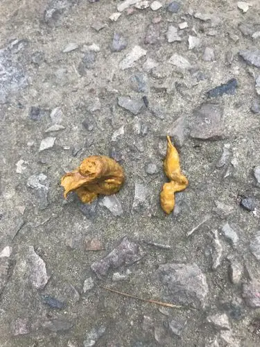 狗狗食欲变差,呕吐,拉奇怪的便便