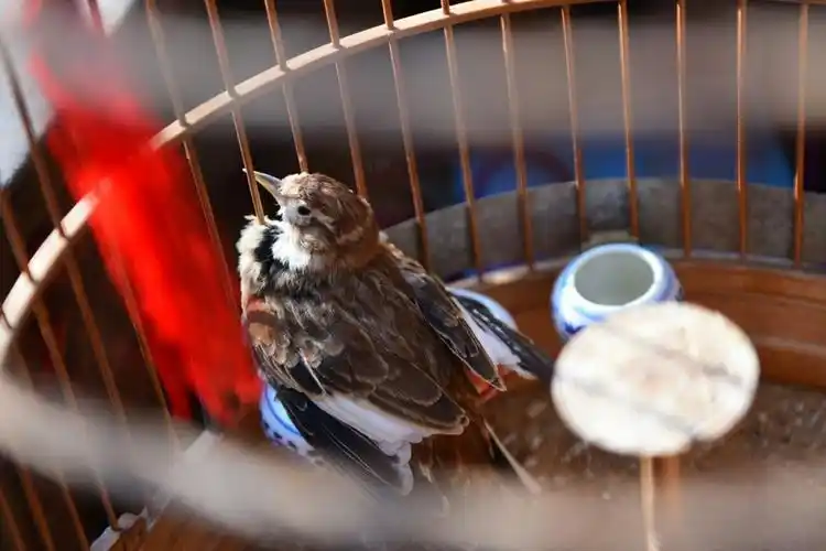 牢笼里的鸟 文图:紫影窈窕