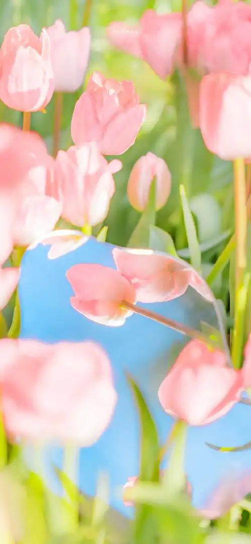 风景壁纸##手机壁纸##锁屏壁纸##郁金香