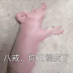 240_240gif 动态图 动图
