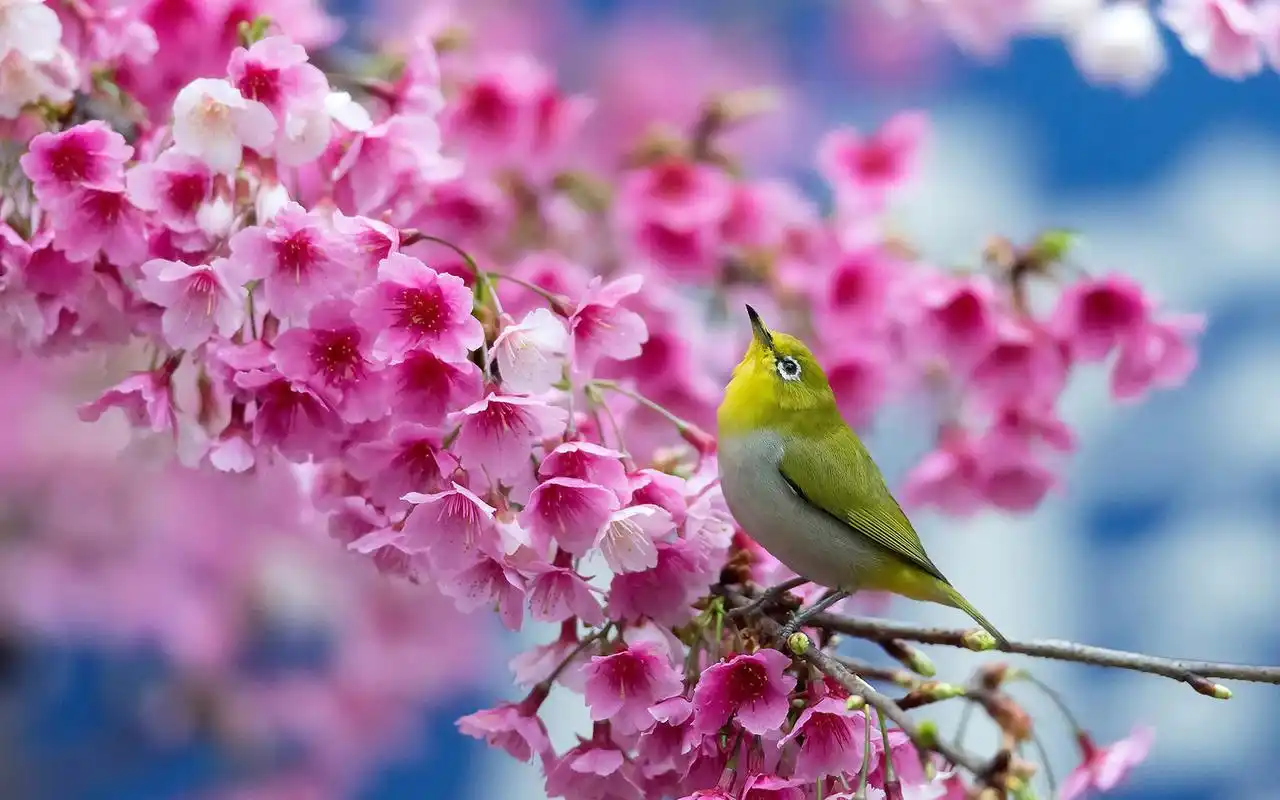 清新粉色花卉植物高清电脑壁纸高清唯美