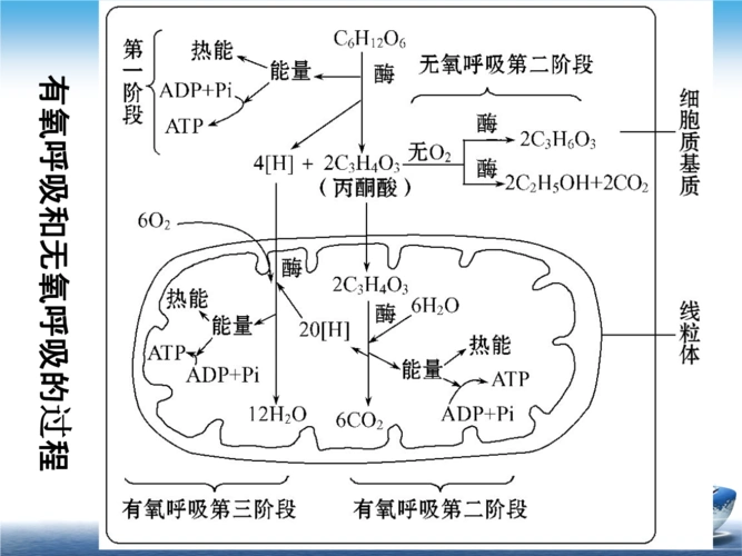 初中生物 第五章第3节细胞呼吸第一课时ppt.ppt