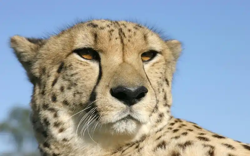 animal_cheetah_456934.jpg