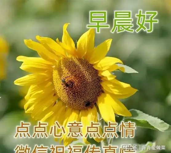 最美早上好祝福图片温馨带字微信清晨早上好问候语