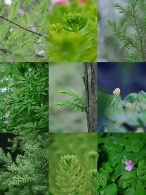 绿色真的是很漂亮的一种颜色,多想将绿色留在这个春暖花开的时刻.