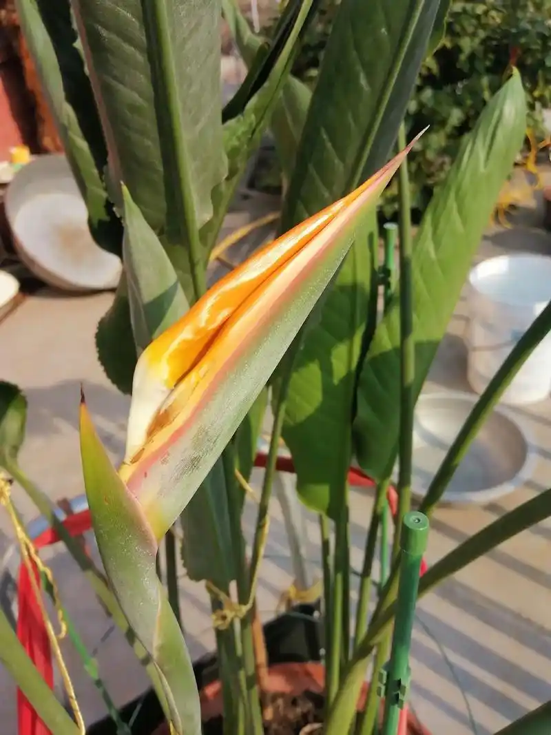 鹤望兰(又名天堂鸟)开花喽 7年,2千多个日日夜夜,终于开花 - 抖音