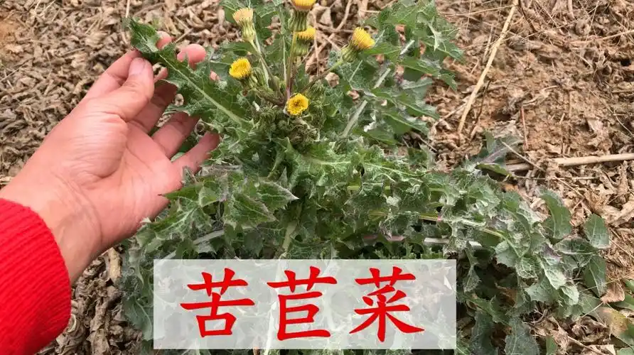 苦苣菜到底有多好吃很多人都见过认识的朋友说说看