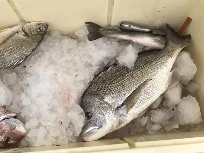 大白腊,拉力爆表啊 - 钓鱼之家