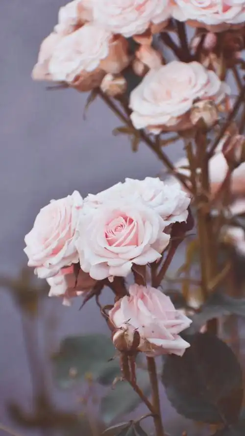 高清温柔系壁纸·聊天背景·心灵美文:这些话里面,藏着努力的意义