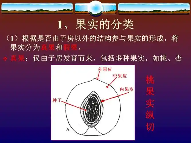 果实的结构与类型ppt