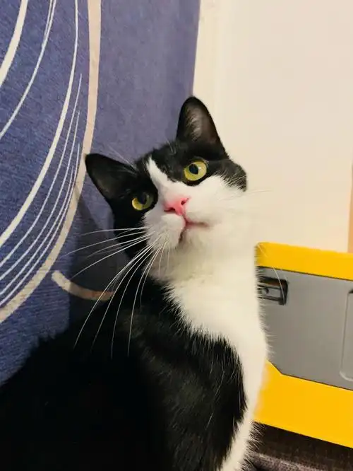 猫猫歪头三连杀