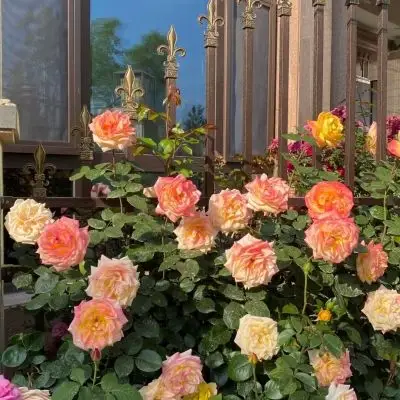 意境森系治愈系背景图 别轻蔑少_唯美图片_我要个性网