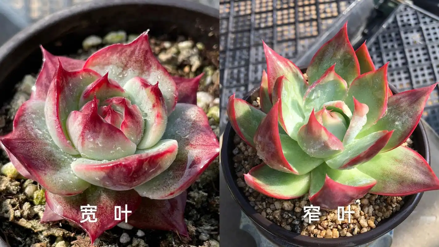 多肉里的惊鸿之舞,飘然出尘的惊鸿仙子