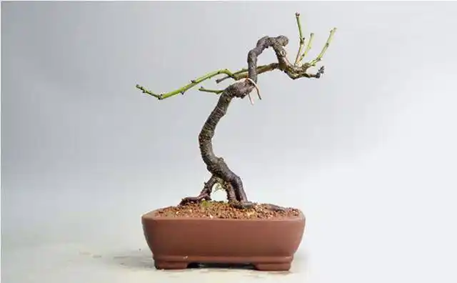 江苏梅花幼树根景造型技术_盆景