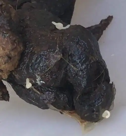 大便发黑怎么办当患有消化性溃疡,出血性胃炎,糜烂性胃炎,食管癌,胃癌