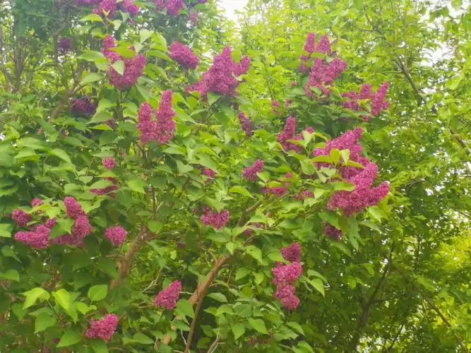 丁香花香飘四溢