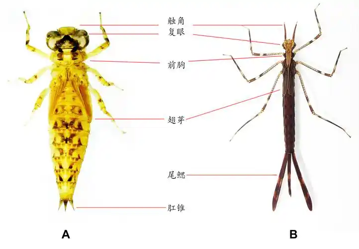 蜻蜓分类学入门指导 —bio-protocol