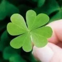 幸运草头像图片大全