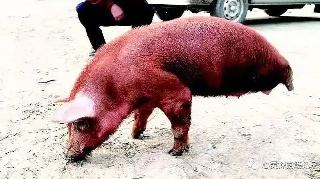 汶川地震时的"猪坚强",坚强到了猪年