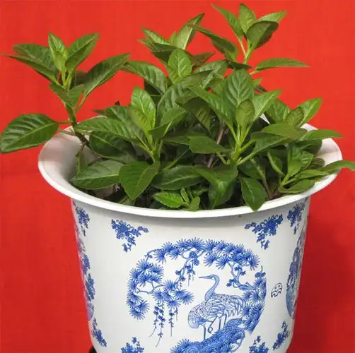 金鸡毛草能当青菜吃吗有什么功效