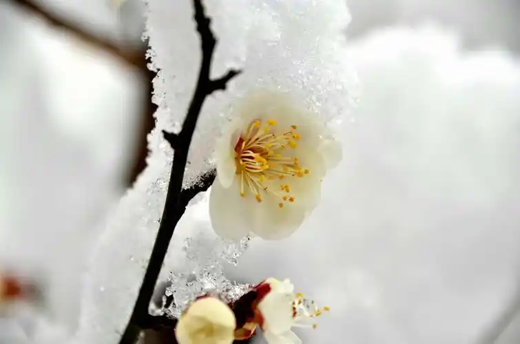 傲立雪中更芬芳