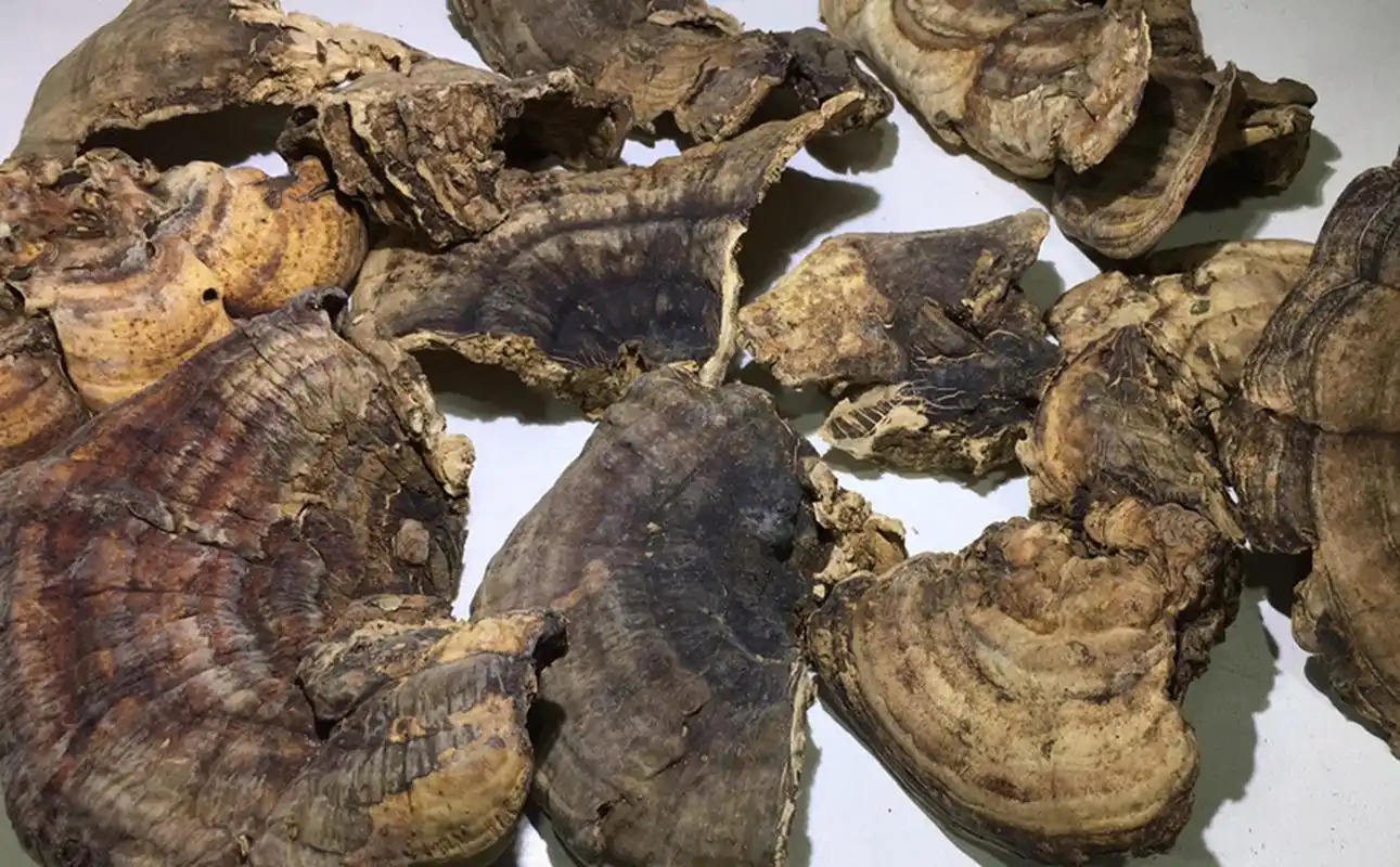 十种抗肿瘤最强的中草药,有效抗癌!