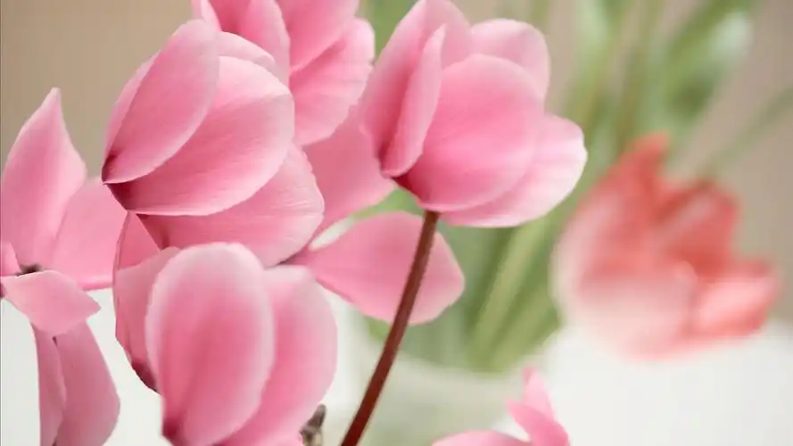 粉红色的花仙客来-摄影高清壁纸