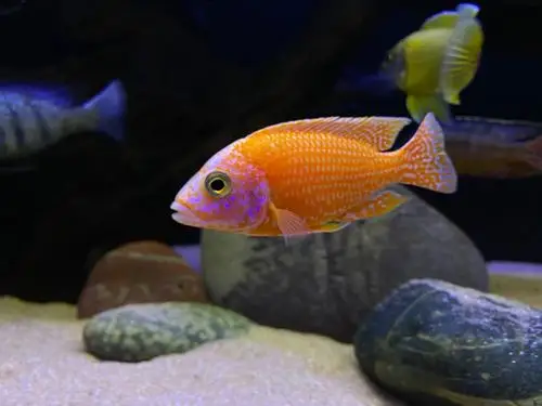 三湖慈鲷孔雀类出坑啦