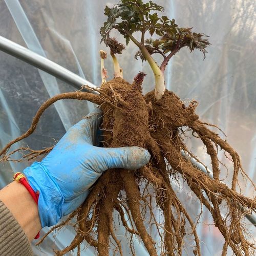 江影清现挖新鲜当归苗 可盆栽地栽鲜活带芽当归根苗 已成活 成品大苗