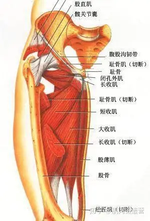 一,大腿的组成部分