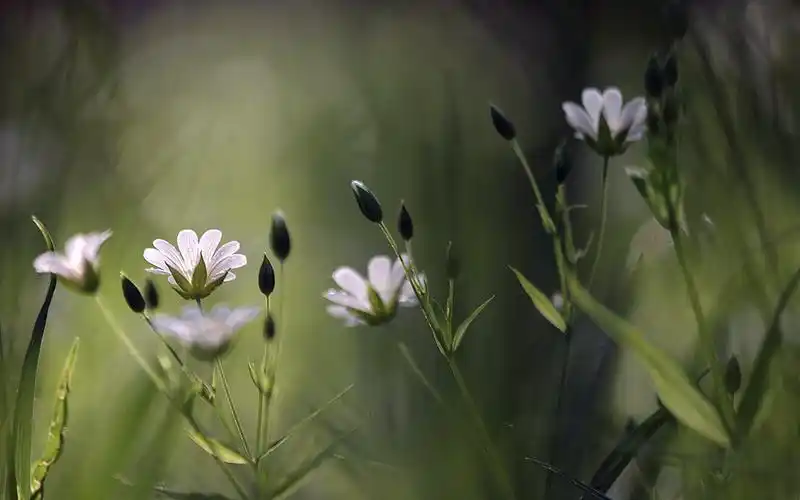 lomo风格唯美小清新花草 _ lomo风格唯美小清新花草[图片专辑] _ 图片