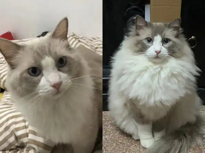 如何养出爆毛发腮的小猫咪