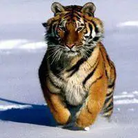 霸气老虎图片大全大图_微信头像图片大全