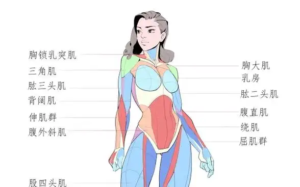 女性动态和肌肉结构画法,让你的角色更加美丽动人!
