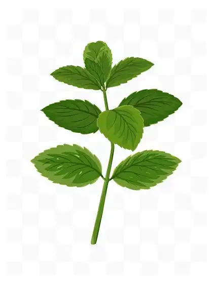 薄荷 矢量图设计素材免费下载_薄荷 矢量图设计图片-千图网平面设计