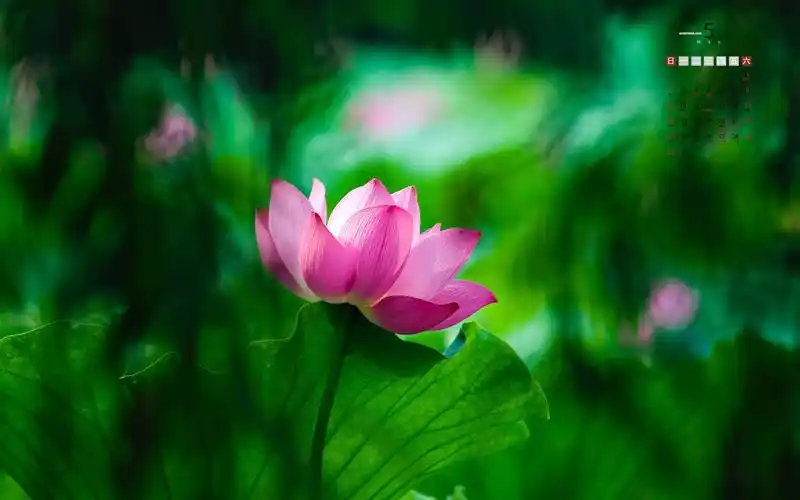 电脑壁纸 节日 月历壁纸 2021年5月鲜艳的荷花日历
