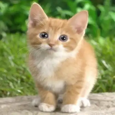 由美头网整理发布,动物头像频道提供更多与喵星人,卖萌,猫咪相关的